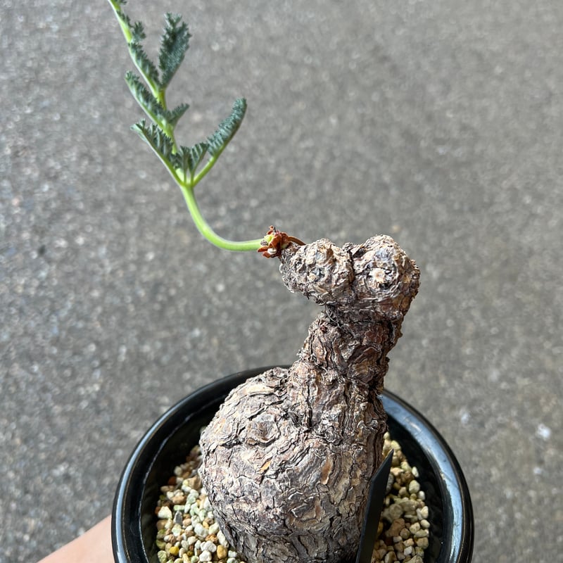 冬型セール中！　ペラルゴニウム　トリステ ペラルゴニウム トリステ | STELLA.PLANTS