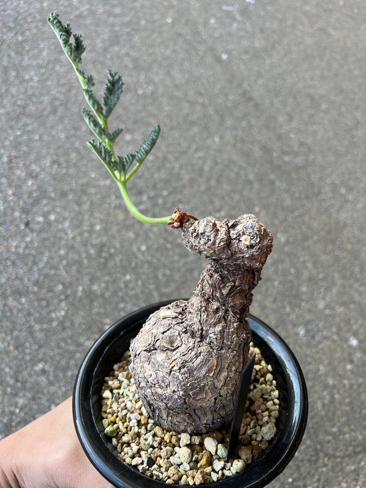 ペラルゴニウム トリステ | STELLA.PLANTS