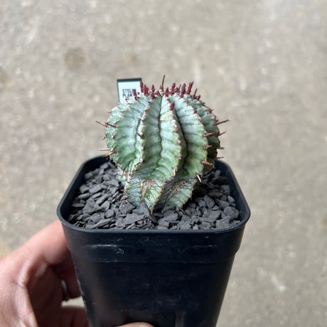 CATEGORY ユーフォルビア | STELLA.PLANTS