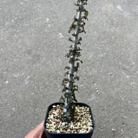 ボスウェリア ナナ1