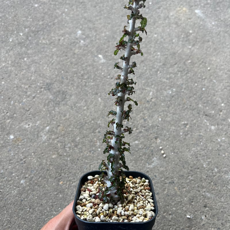 ^_^様　ボスウェリア　ナナ ボスウェリア ナナ1 | STELLA.PLANTS
