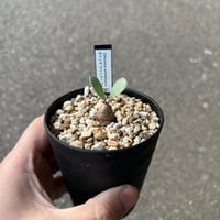 オトンナ ウリンクリアナ