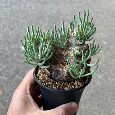 Ramat Planter #302 × チレコドン ペアルソニー チレコドン ペアルソニー | GREEN LUCK