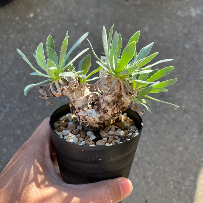 オトンナレトロルサ　現地株　発根済み オトンナレトロルサ 現地株 発根済み オトンナレトロルサ | STORES