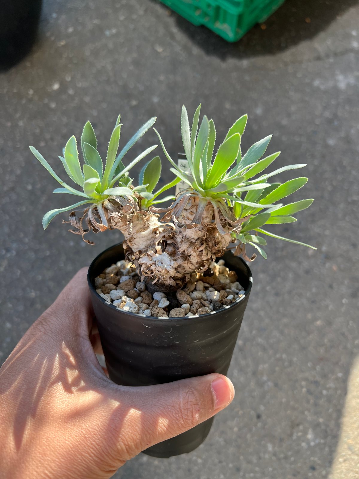 オトンナレトロルサ　現地株　発根済み オトンナ レトロルサ1 | STELLA.PLANTS