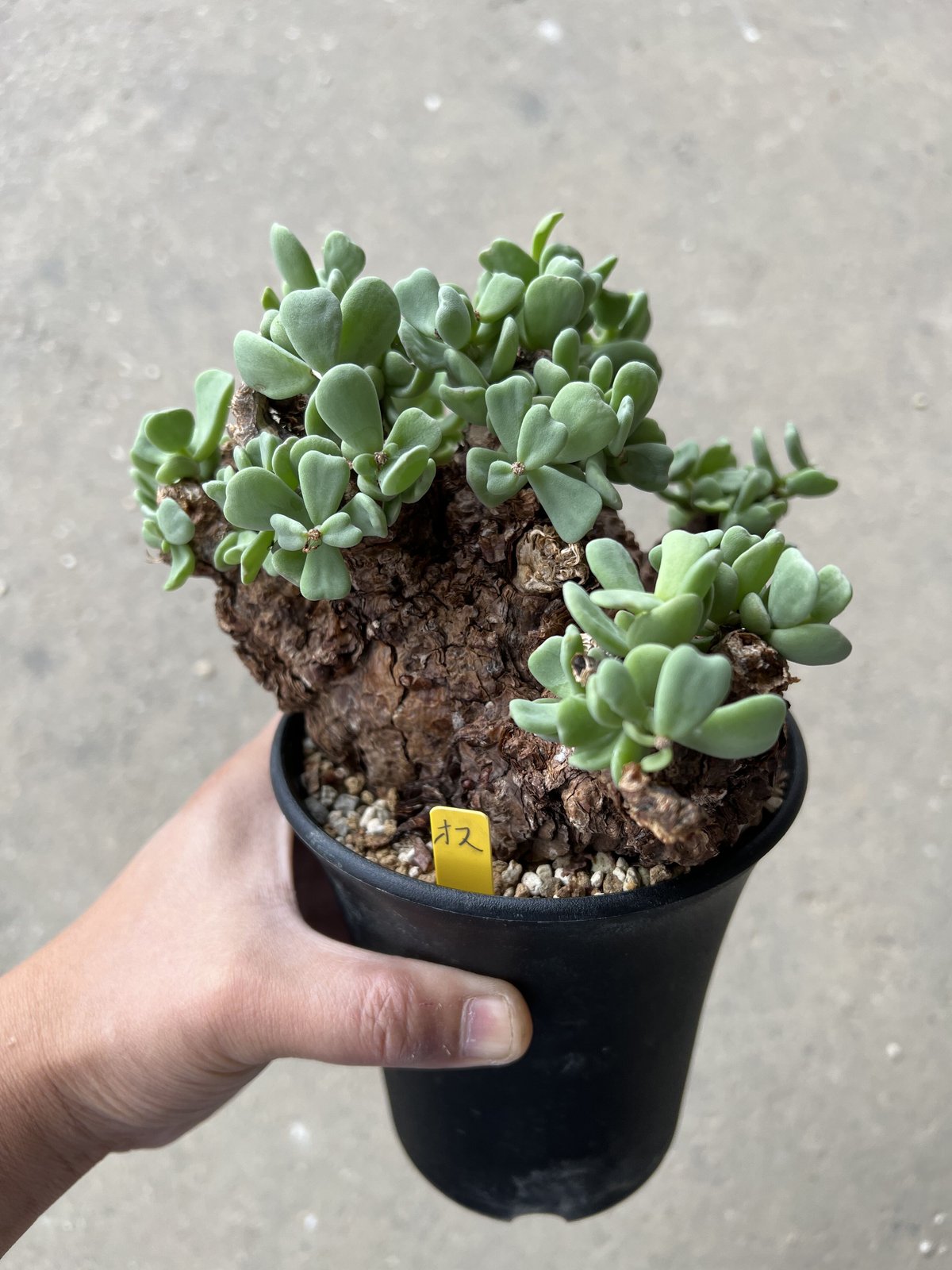 ケラリア ピグマエア レトロフラクタル ケラリア ピグマエア / Ceraria