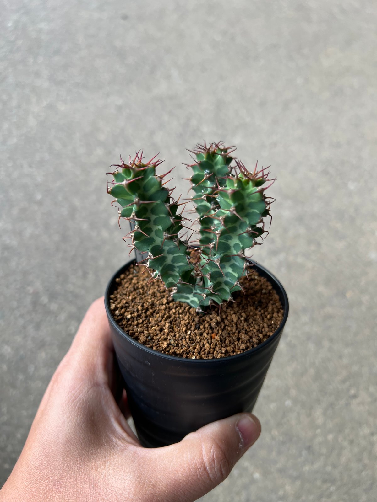 ユーフォルビア　ノベリー　大株 （鉢付き) ユーフォルビア ノベリー 1 | STELLA.PLANTS