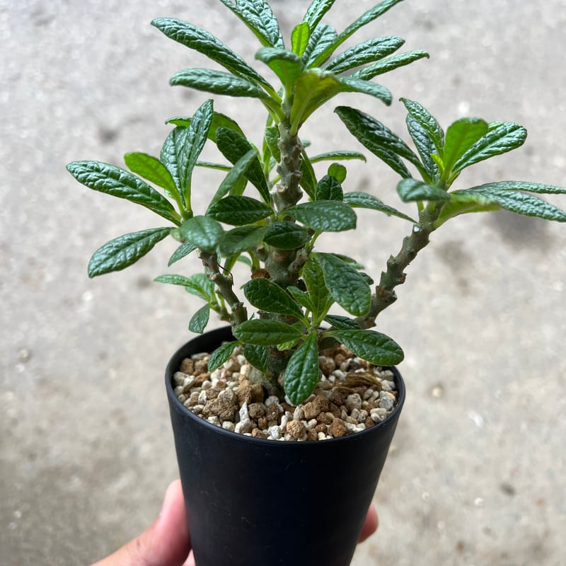 ドルステニア ギガス | STELLA.PLANTS ドルステニア ギガス | STELLA.PLANTS