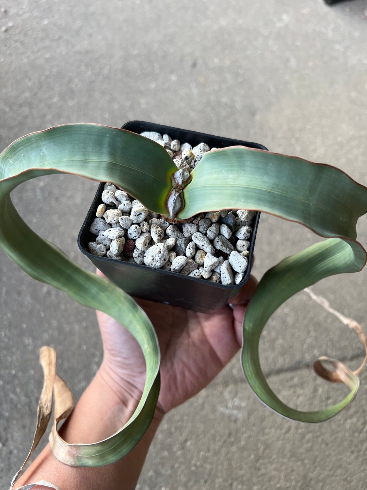 ウェルウィッチア・ミラビリス～Welwitschia mirabilis ウェルウィッチア - Wikipedia