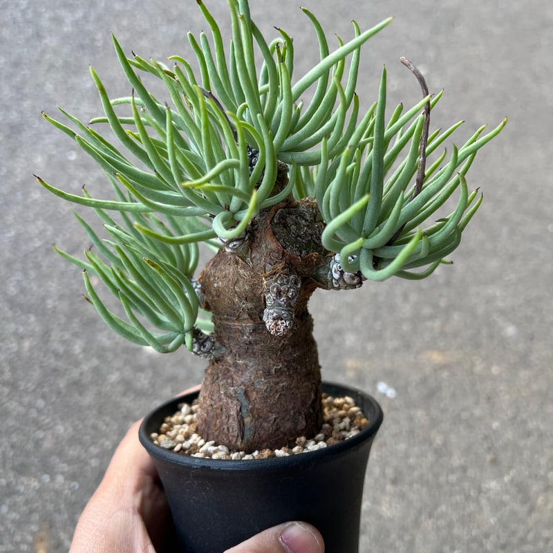 チレコドン ペアルソニー11 | STELLA.PLANTS