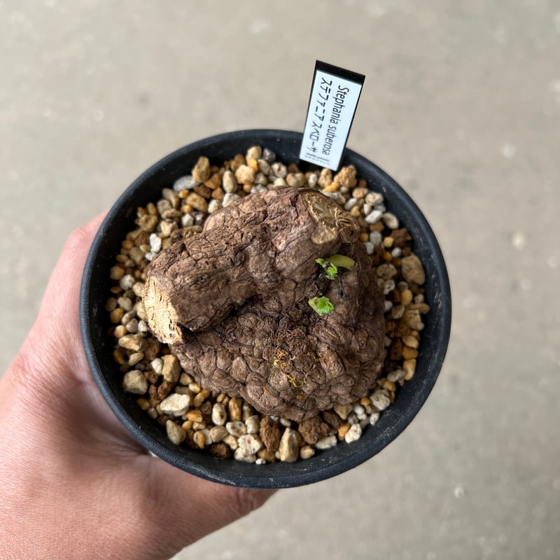 ステファニア スベローサ 斑入り Stephania Suberosa Variegated