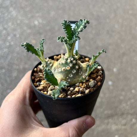 ラブラニー | STORES