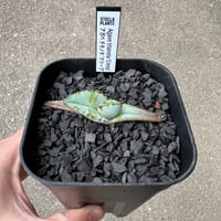Agave titanota 'Creep'1