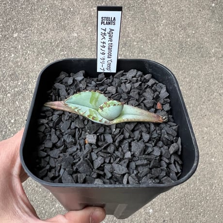 Agave titanota 'Creep'1 | STELLA.PLANTS