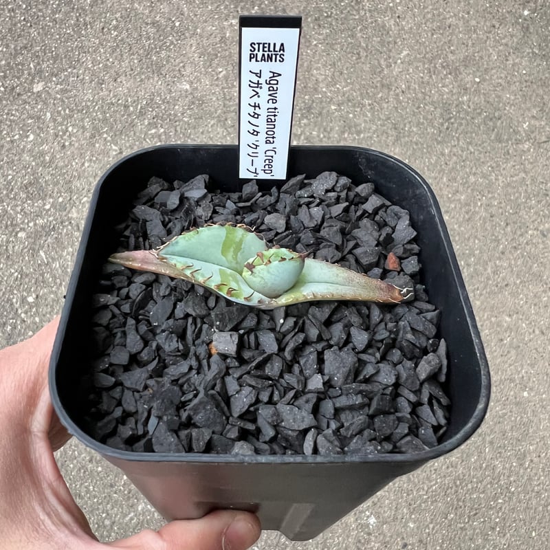 Agave titanota 'Creep'1 | STELLA.PLANTS