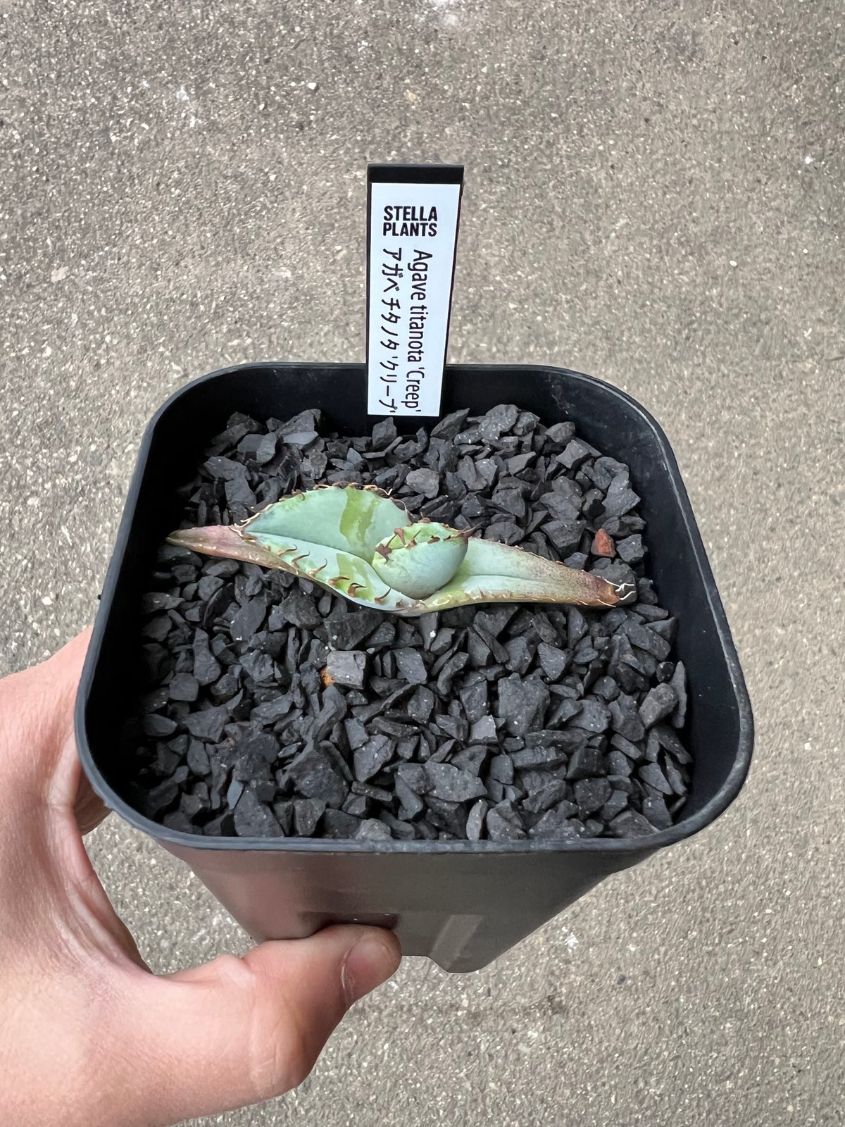 M*I様 Agave titanota ‘Creep’ラスト1株 fit=scale-down,w=1200