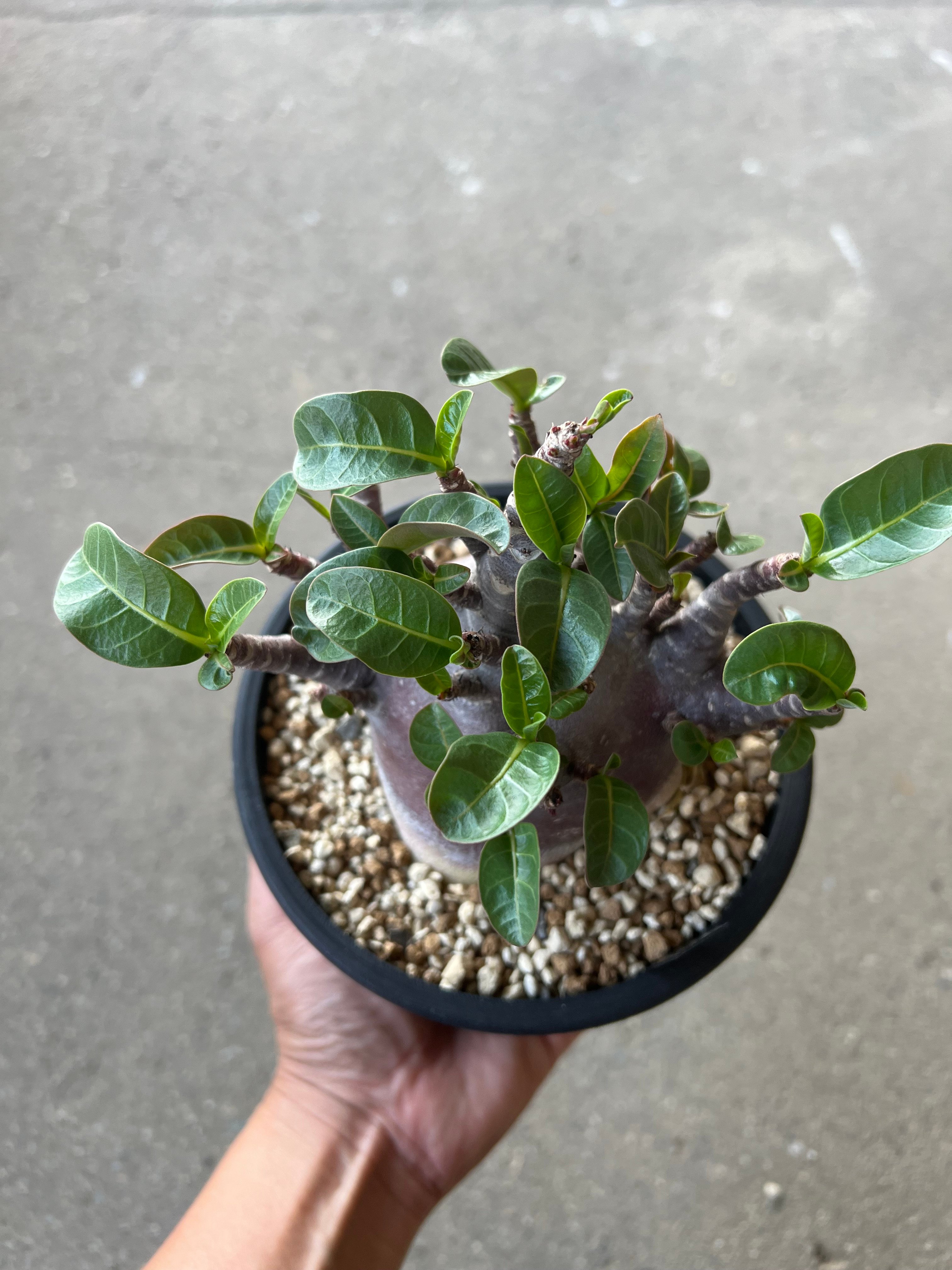 アデニウム アラビカム ブラックスキン3 | STELLA.PLANTS
