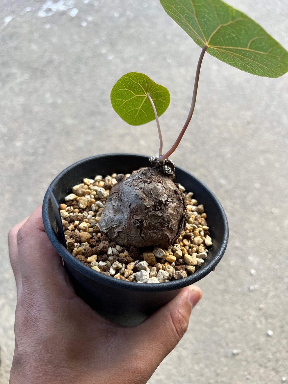 【極美株/塊根植物】ステファニア カウィーサキー　コレクション大株　発根済み Stephania kaweesakii / ステファニア カウィーサキー 【発根済