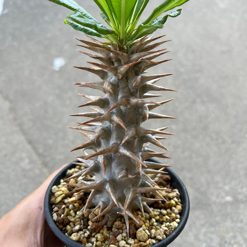 パキポディウム アンボンゲンセ 挿木 | STELLA.PLANTS