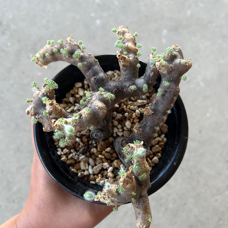 モンソニア ムルチフィダ | STELLA.PLANTS モンソニア ムルチフィダ | STELLA.PLANTS