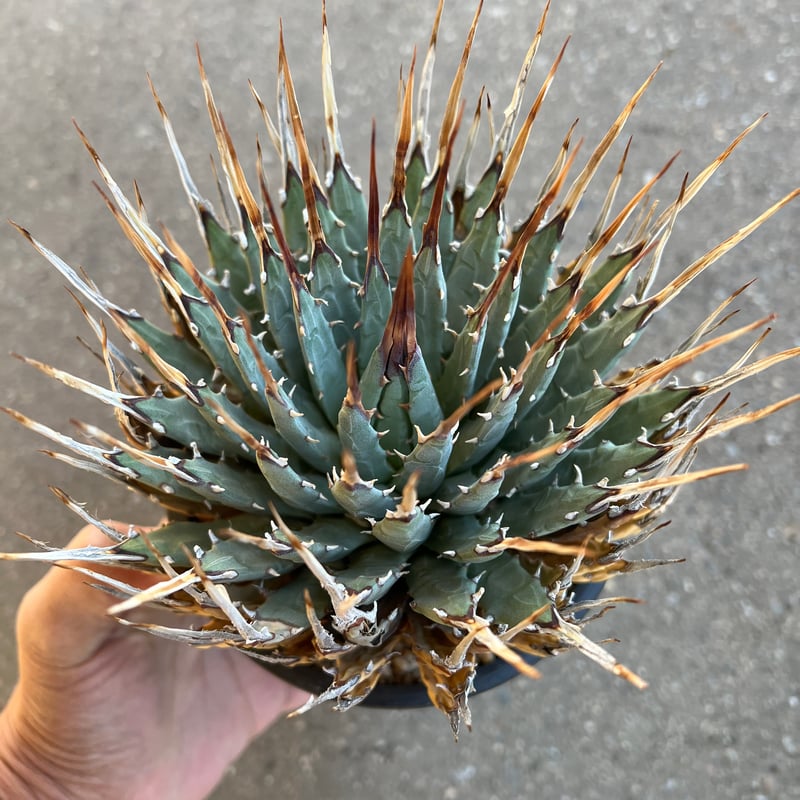 ユタエンシス エボリスピナ 5寸鉢サイズ | STELLA.PLANTS