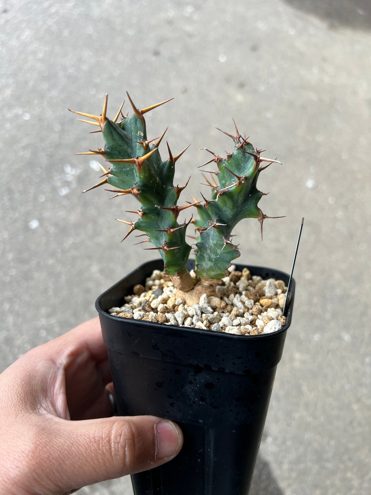 発根済み ユーフォルビア クラビゲラ ユーフォルビア クラビゲラ 