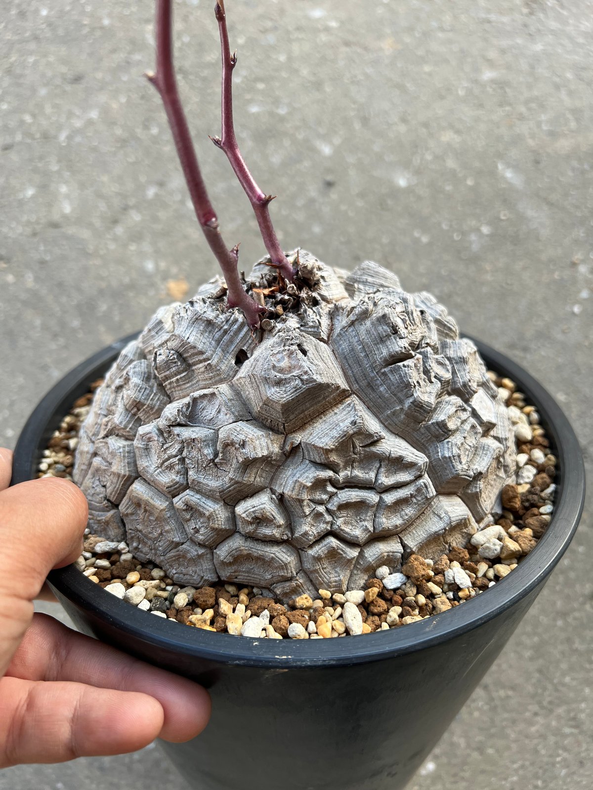アフリカ亀甲竜 6寸5 | STELLA.PLANTS アフリカ亀甲竜 6寸5 | STELLA.PLANTS