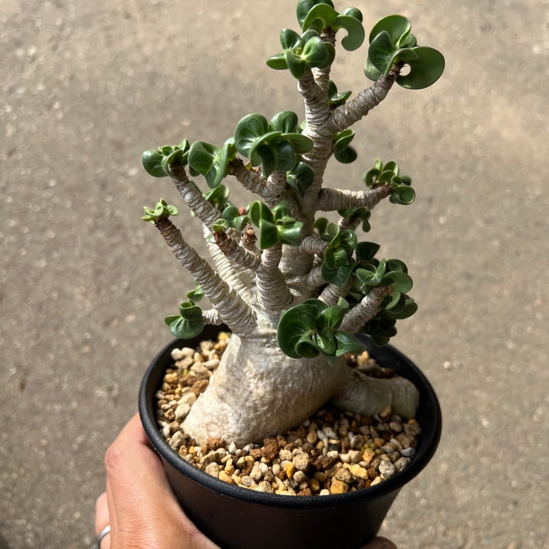 アデニウム D.H.A 獅子葉 3 | STELLA.PLANTS