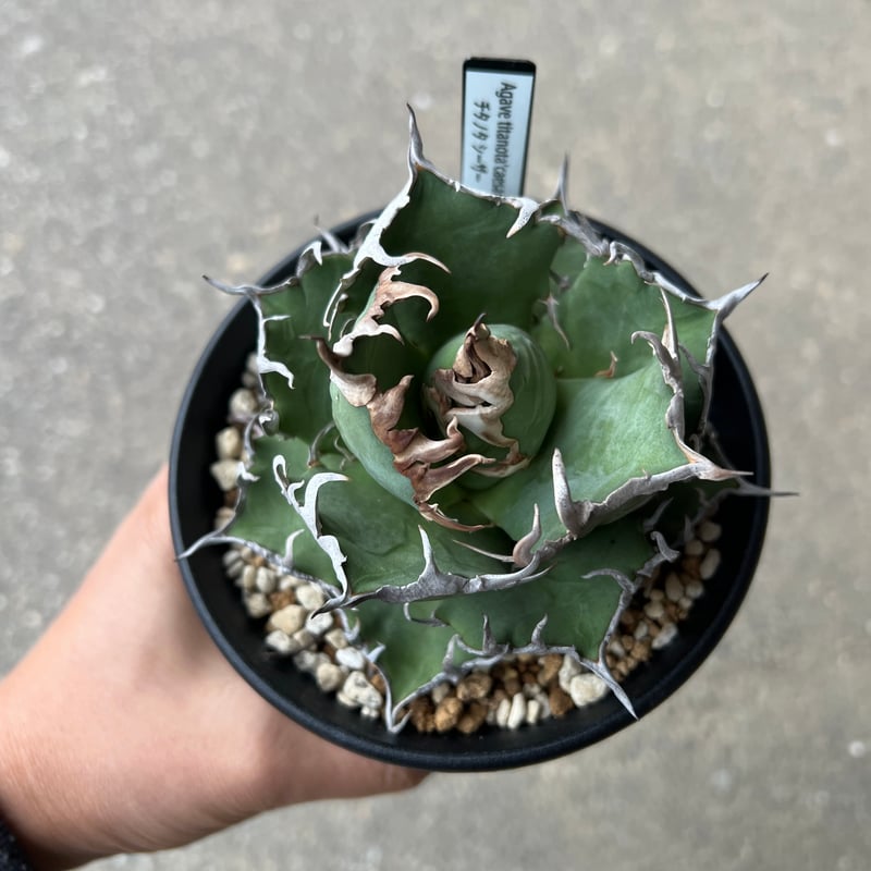 アガベ　シーザー　苗 アガベ チタノタ シーザー / 凱撒 【台湾産/中株/抜き苗】B