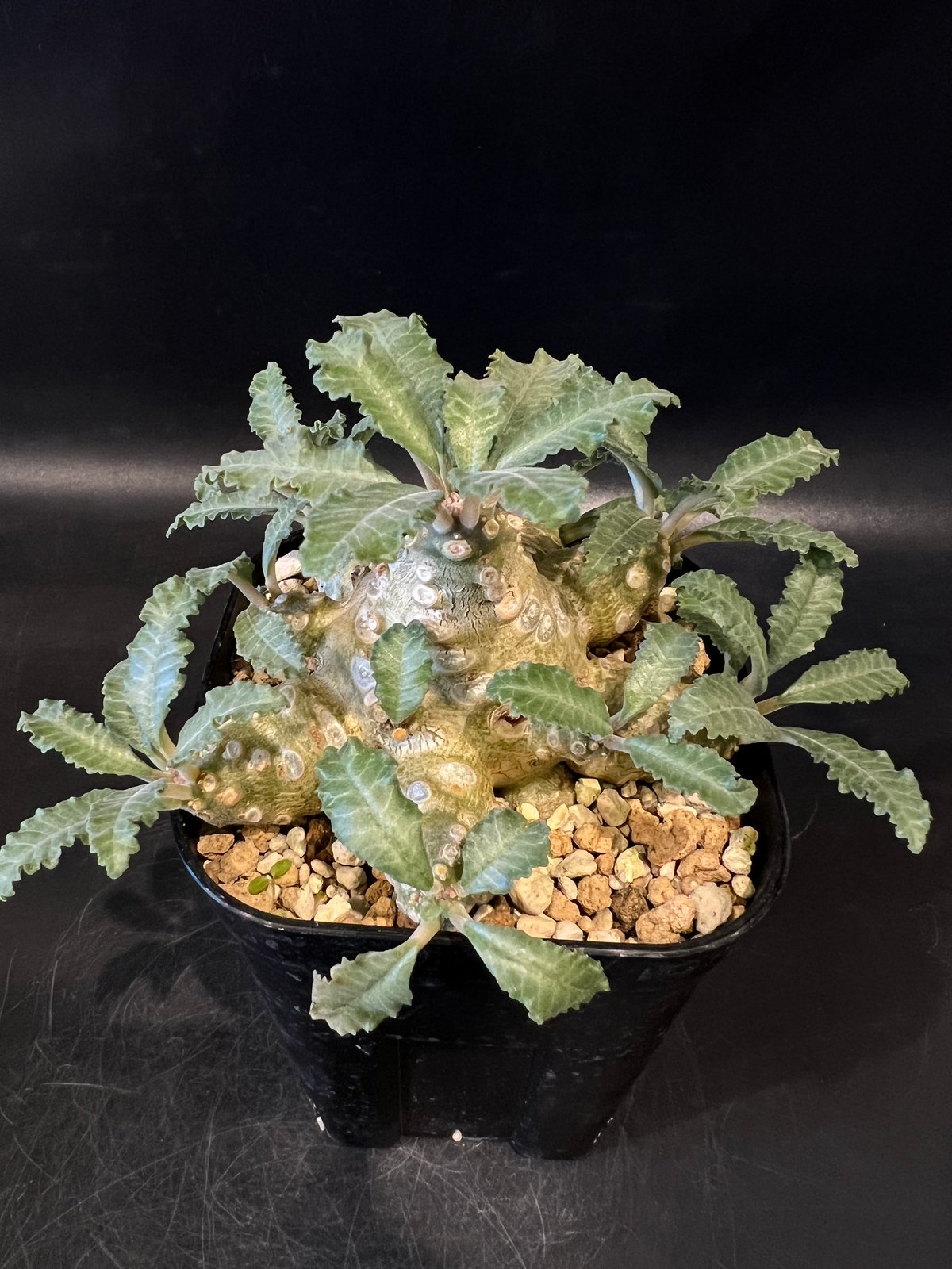 ドルステニア ラブラニー 【高さ20cm】 ドルステニア ラブラニー | STELLA.PLANTS