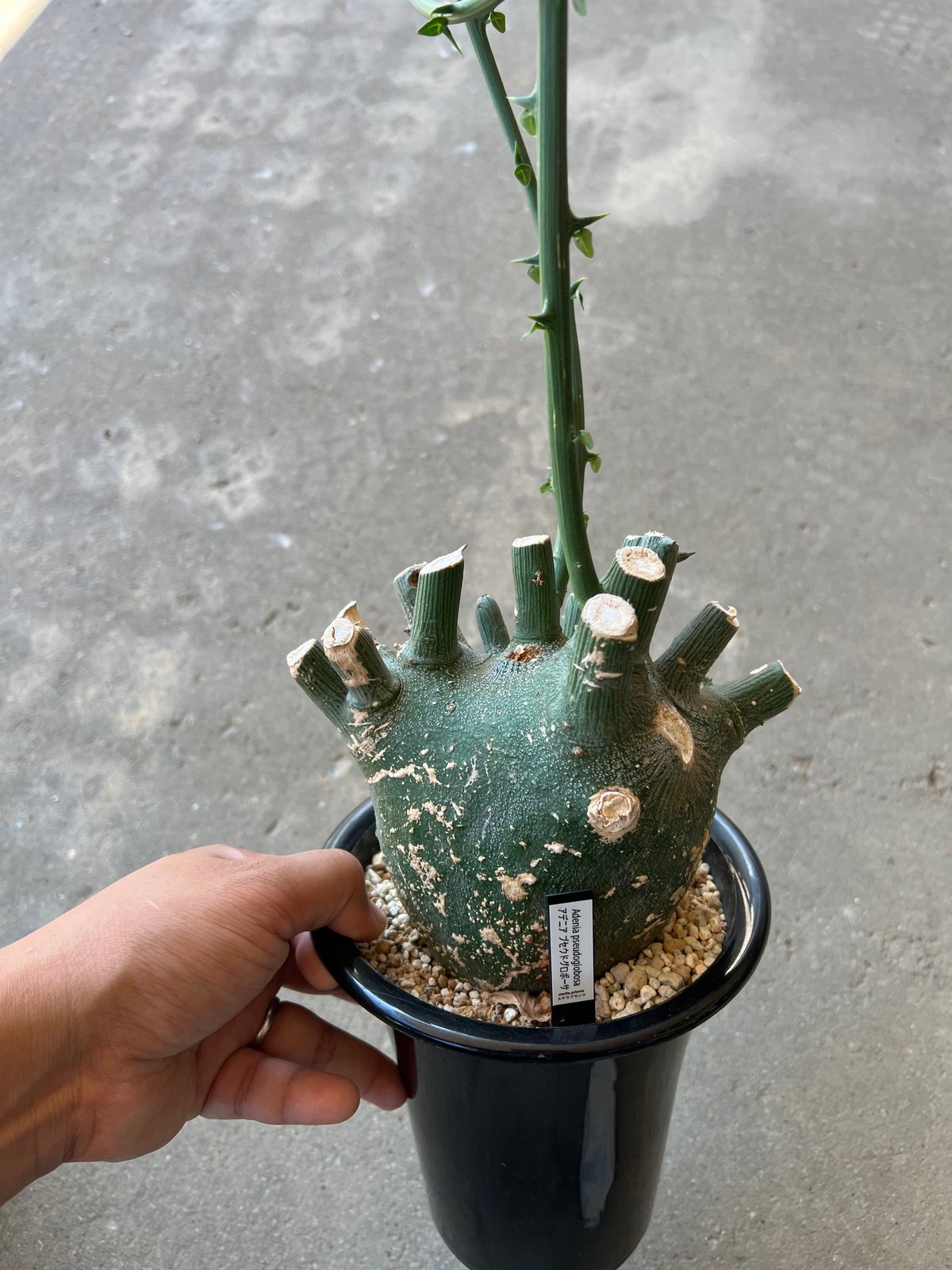 アデニアプセウドグロボーサ検索パキプスグラウカ