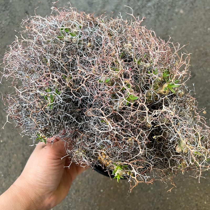 チレコドン レティキュラータス 万物想 | STELLA.PLANTS チレコドン レティキュラータス 万物想 | STELLA.PLANTS