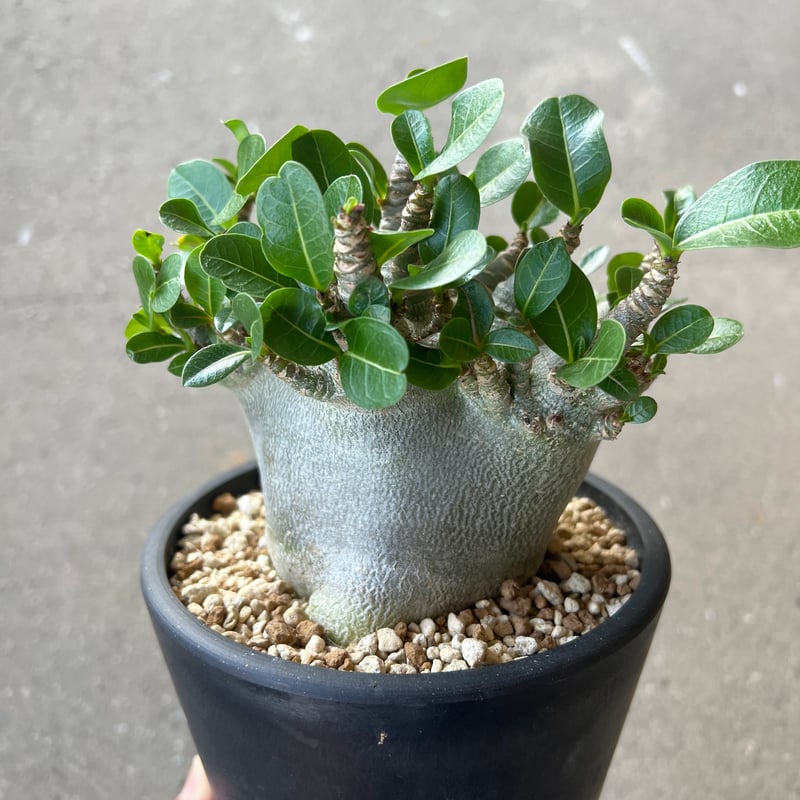 アデニウム アラビカム スーパードワーフ | STELLA.PLANTS