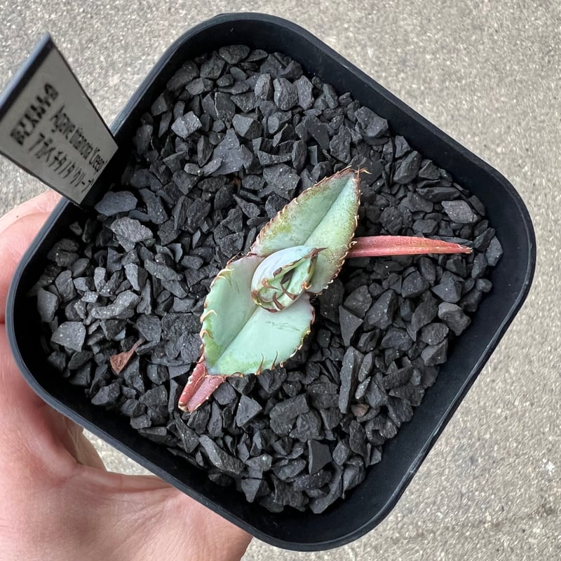 Agave titanota 'Creep'3 | STELLA.PLANTS