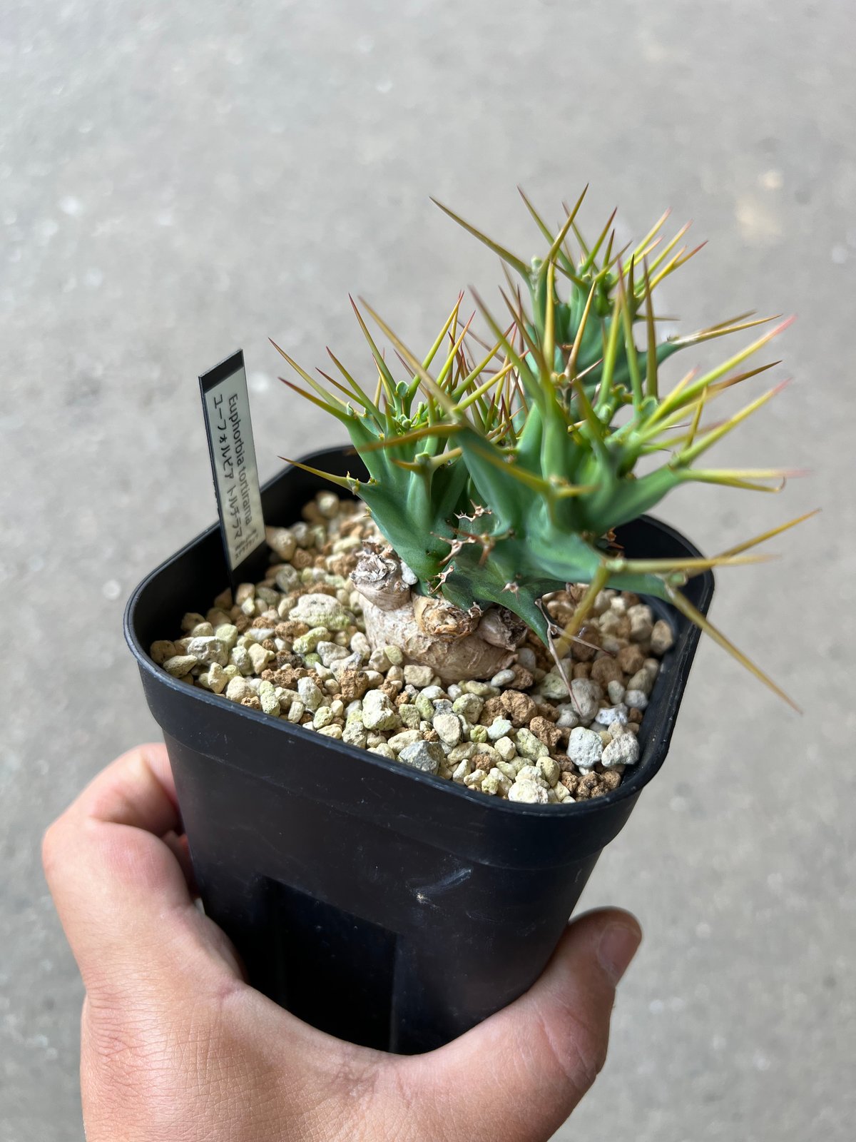トルチラマ、ユーフォルビアトルチラマ isla del pescado - Euphorbia tortirama-ユーフォルビア