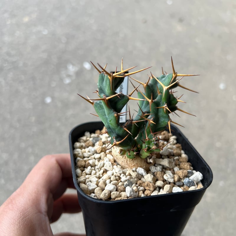 ユーフォルビア　クラビゲラ ユーフォルビア クラビゲラ 