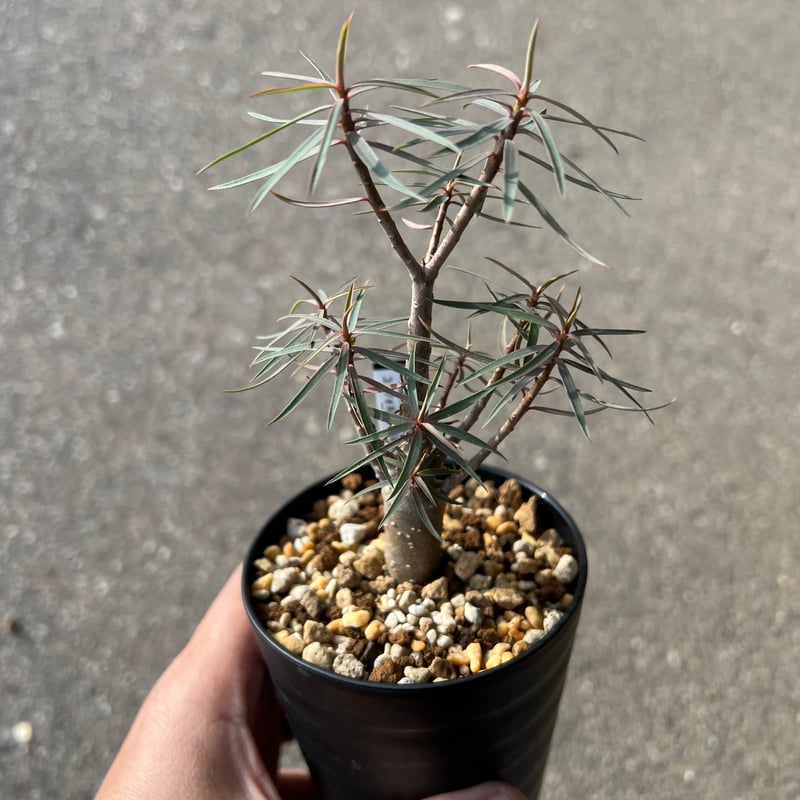 ユーフォルビア バルサミフェラ1 | STELLA.PLANTS