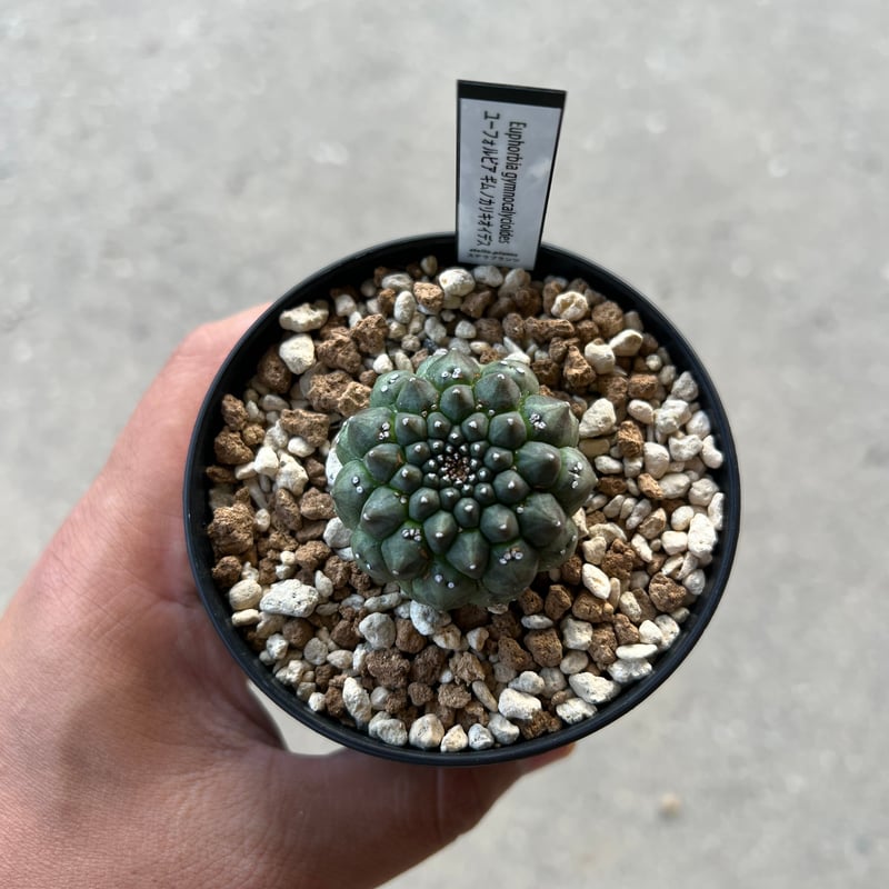 ユーフォルビア ギムノカリキオイデス | STELLA.PLANTS