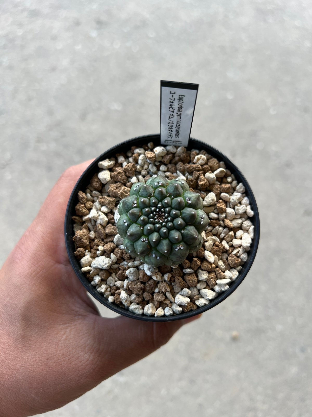 ユーフォルビア ギムノカリキオイデス 自根 ⑤多肉植物 サボテン