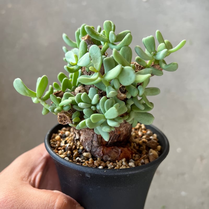 ケラリア ピグマエア2 | STELLA.PLANTS