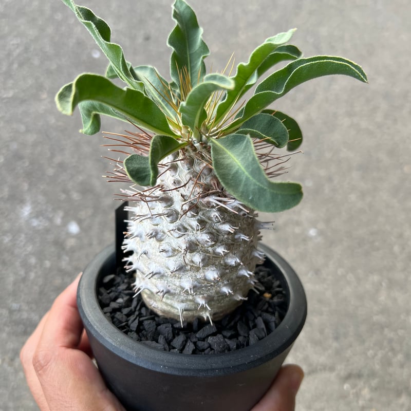 パキポディウム ナマクアナム 光堂1 | STELLA.PLANTS