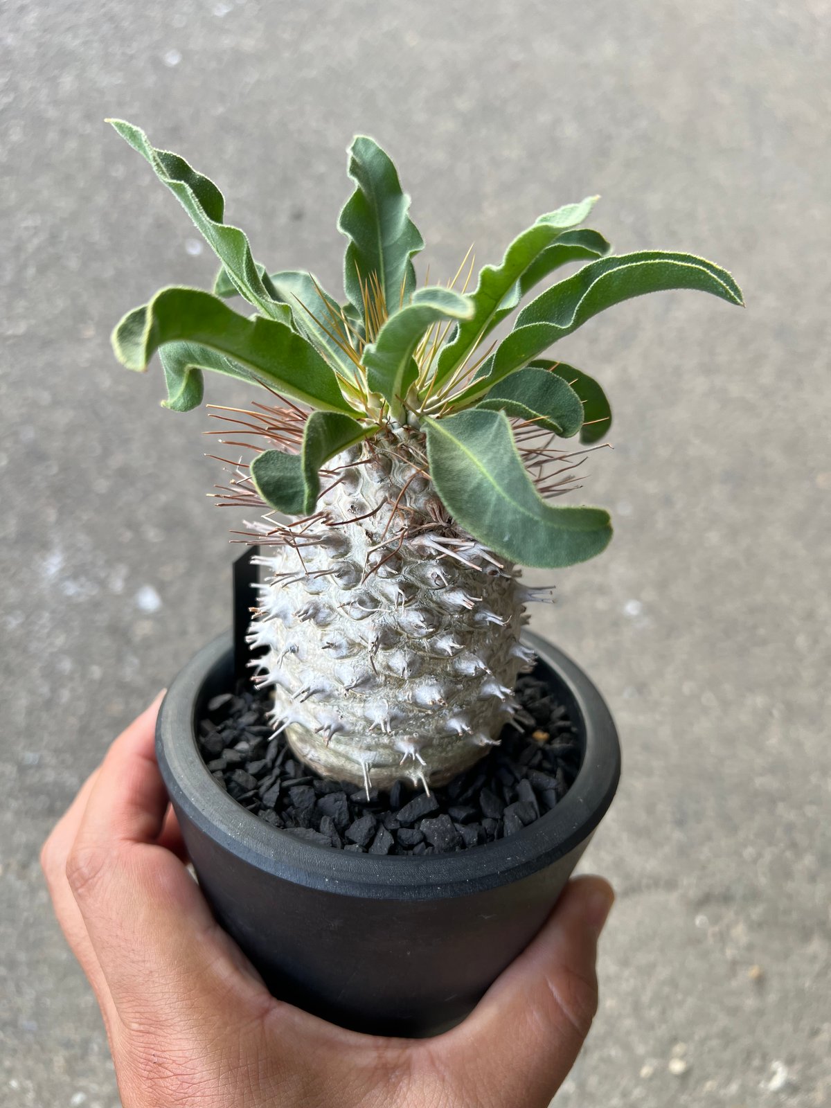 fit=scale-down,w=1200