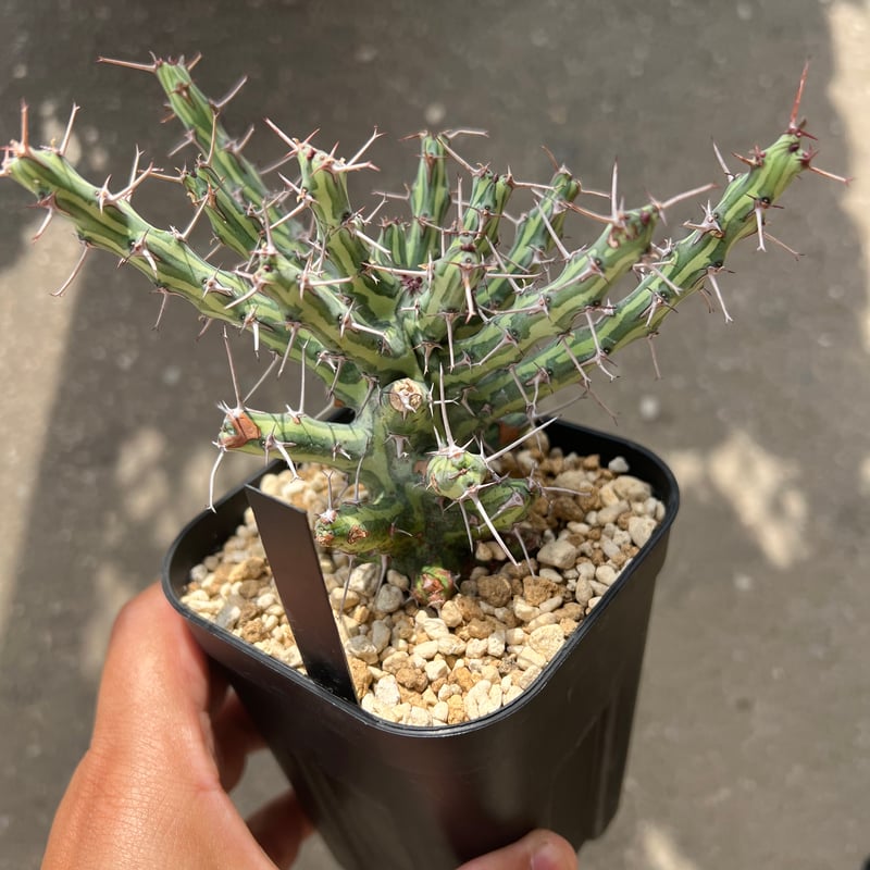 ユーフォルビア シザカンサ | STELLA.PLANTS