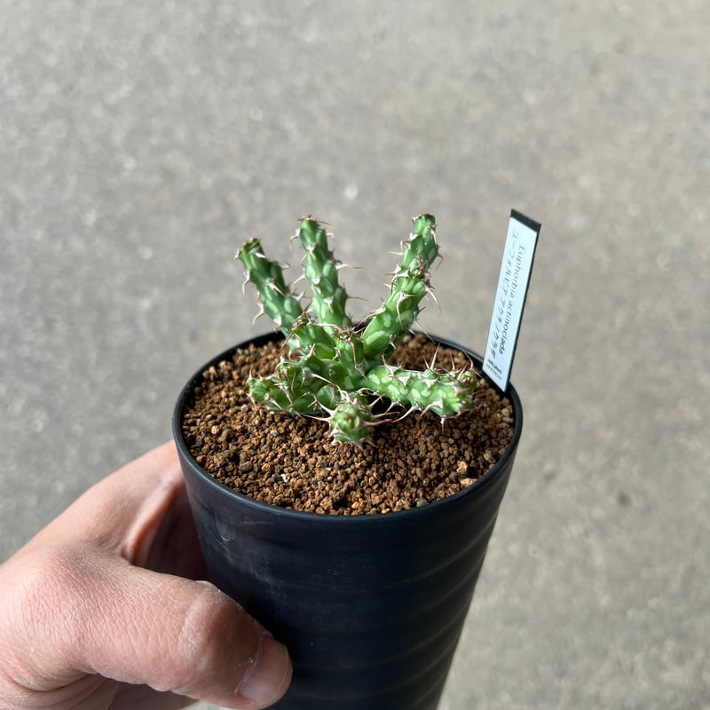 ユーフォルビア アクチノクラダ 2 | STELLA.PLANTS