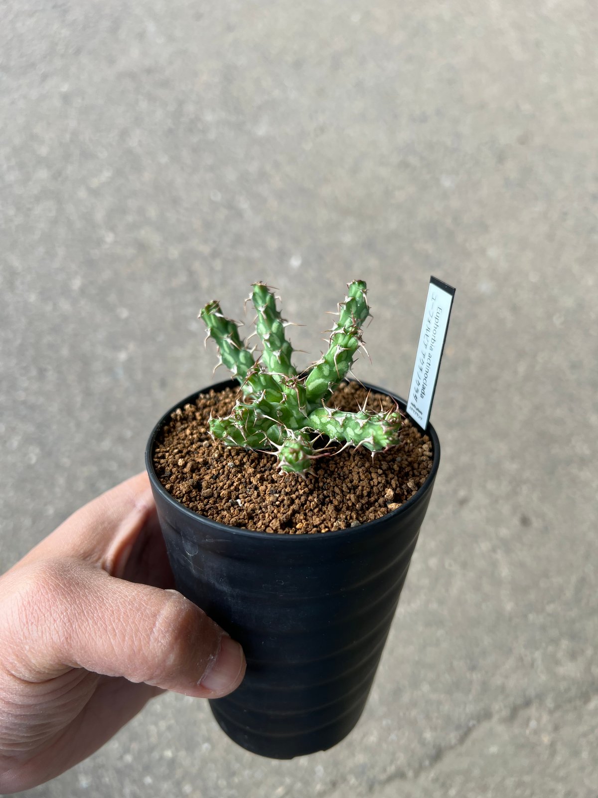 ユーフォルビア アクチノクラダ 2 | STELLA.PLANTS