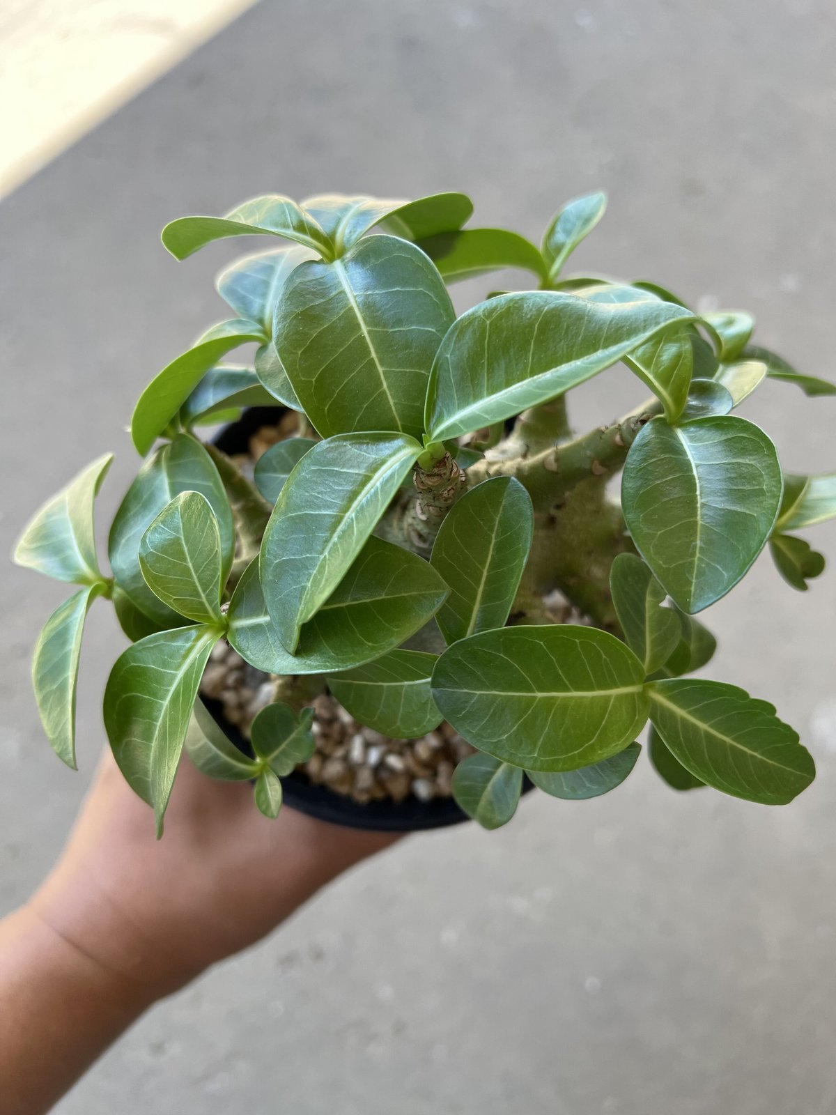 アデニウム アラビカム ドワーフタイプ | STELLA.PLANTS