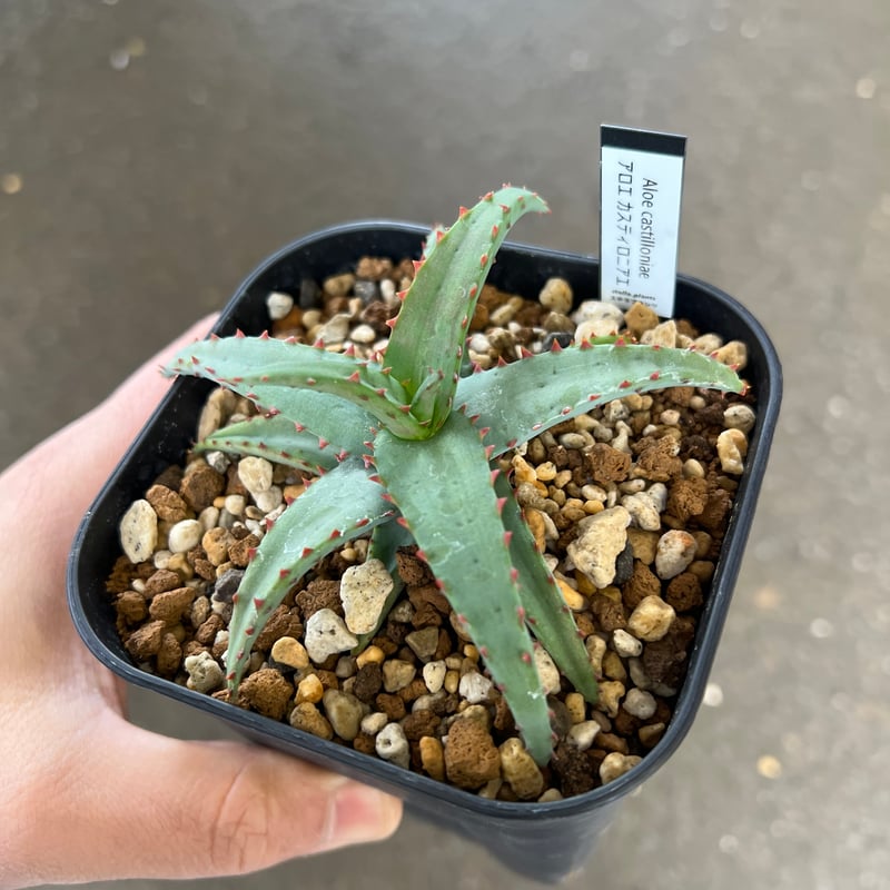 アロエ カスティロニアエ 大株 （アロエ・カスティロニアエ | 悟 satori） 