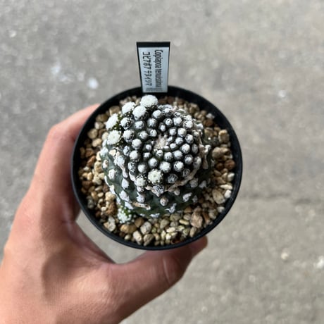 elle plant　グロリオーサム　斑入り　ミドルカット発根済み elle plant グロリオーサム 斑入り ミドルカット発根済み Yahoo