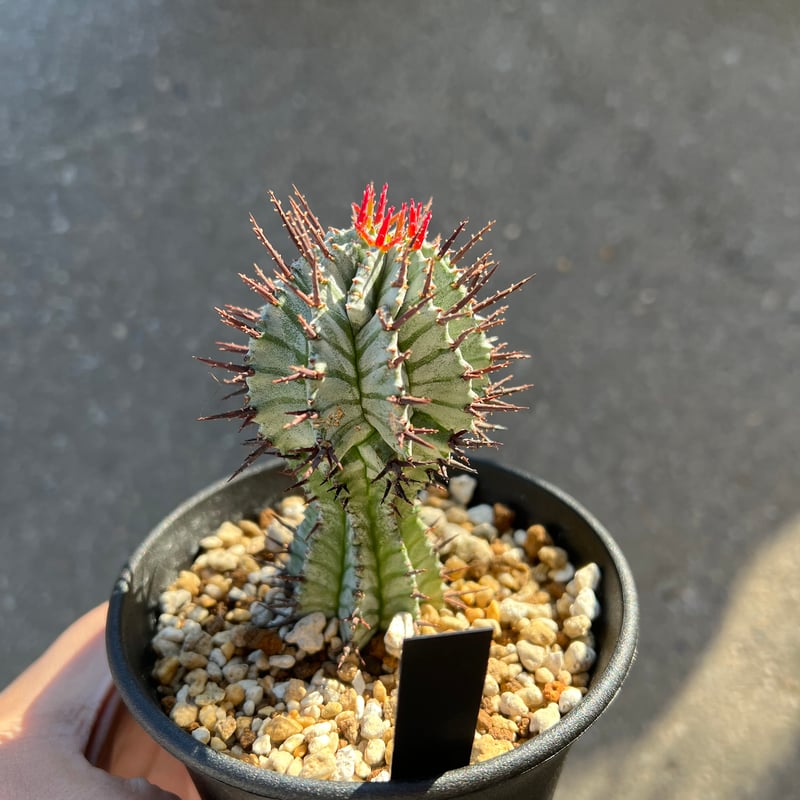 ゼブラホリダ ユーフォルビア ☆宇田ゼブラホリダ☆白衣ホリダ ホリダ