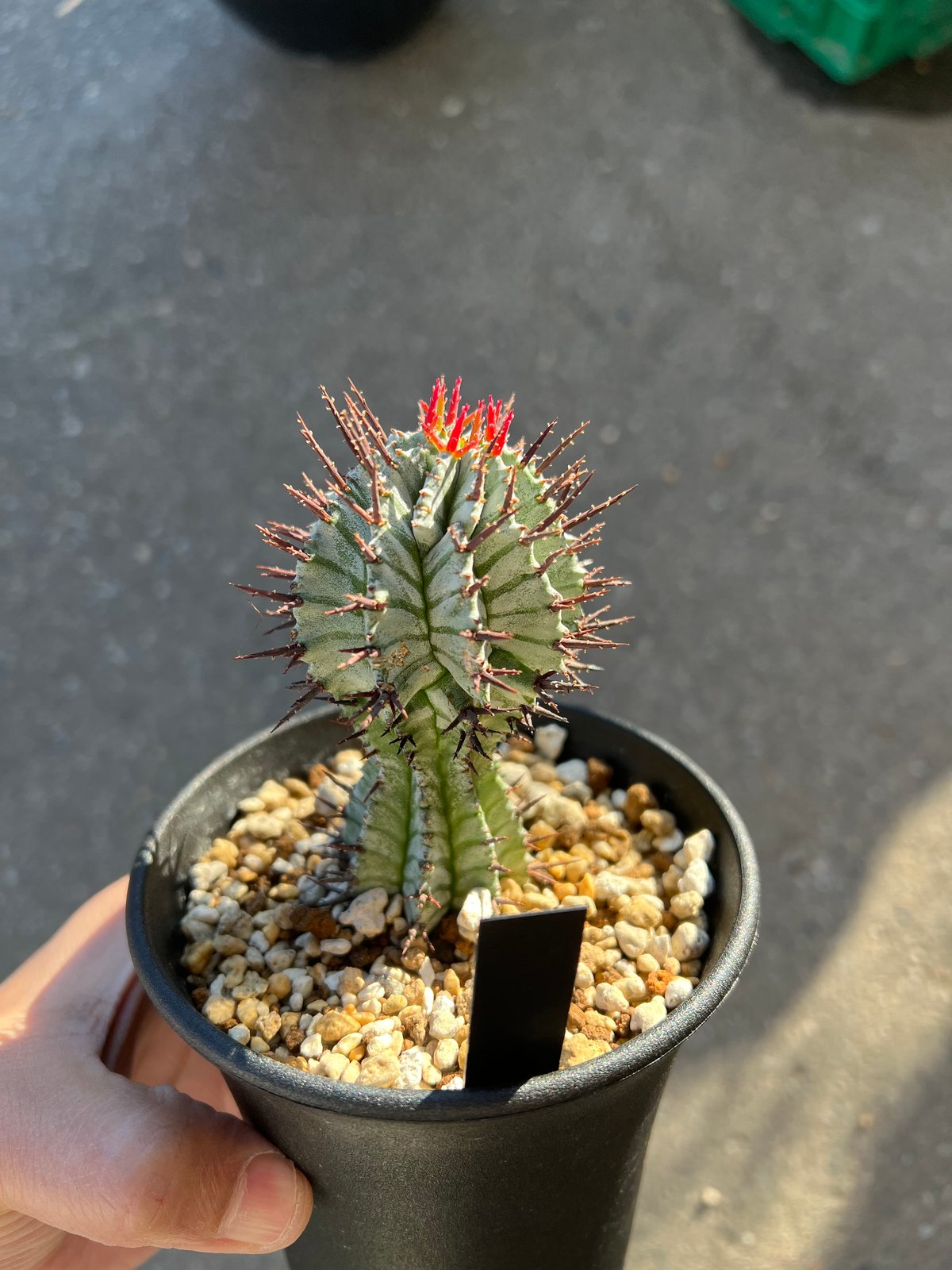 ユーフォルビア 宇田ゼブラホリダ | STELLA.PLANTS